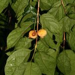 Campomanesia grandiflora