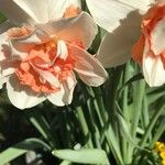 Narcissus spp. Bloem
