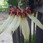 Bulbophyllum longiflorum Květ