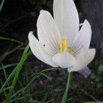 Crocus vallicola Flower