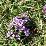 Gentianella campestrisBlüte