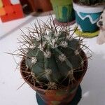 Melocactus azureus Φύλλο