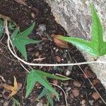 Hernandia mascarenensis Leaf