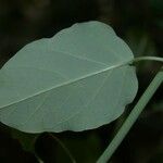 Passiflora arbelaezii Leaf