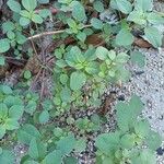 Amaranthus blitum Blad