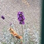 Lavandula angustifoliaFlower