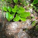 Epigaea repens Leaf