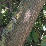 Sorbus intermedia Bark