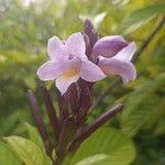 Phlogacanthus turgidus Flower