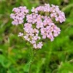 Achillea × roseoalba Blomst