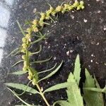 Iva annua Flors