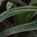 Hymenocallis caribaea Blatt