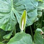 Alocasia odora Blüte