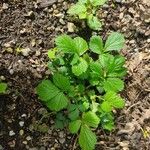 Geum macrophyllumLeaf