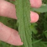 Persicaria decipiens Leaf