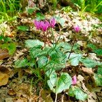 Cyclamen repandumFloare