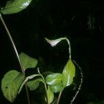 Spigelia hamellioides Tervik taim