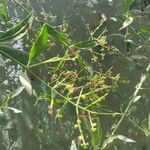 Salvadora persica Fruit