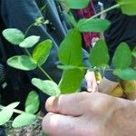 Vicia pisiformis Hoja