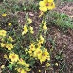 Verbascum sinuatumFlower