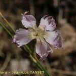 Dianthus broteri Kukka