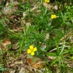 Potentilla erecta Цвят