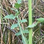 Sonchus oleraceus Likasa