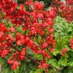 Heuchera sanguinea Elinympäristö