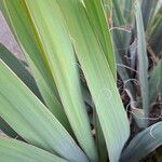 Yucca filamentosa Leaf