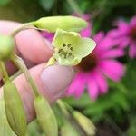 Ornithogalum candicans Cvet