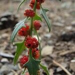 Blitum virgatum Fruit