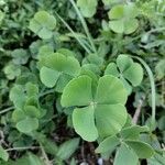 Marsilea quadrifolia Leaf