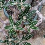 Pachypodium rosulatum পাতা