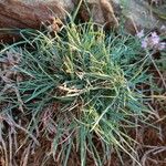 Armeria multiceps Hoja