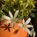 Ornithogalum divergensVirág