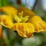 Momordica rostrata Flower