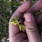 Ophrys aranifera Інше