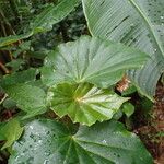 Begonia obliqua Folla