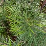 Banksia spinulosa Φύλλο