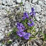 Polygala alpina Flor