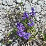 Polygala alpina Flors