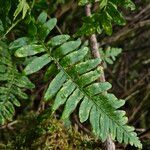 Polypodium vulgare Levél