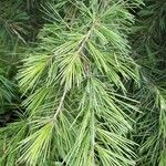 Cedrus deodara Blatt