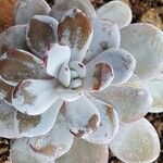 Echeveria laui Hoja