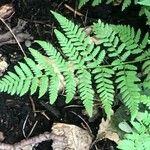 Dryopteris carthusiana برگ