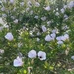 Alyogyne hakeifolia Blüte
