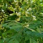 Moringa oleifera 叶