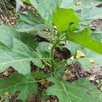 Solanum aethiopicum Hábito