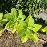 Nicotiana tabacumLeaf