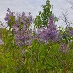 Syringa persicaFlower